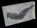 Permian Fish (Palaeoniscus) #23221-1